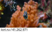 Banggai Cardinalfish swimming over soft coral, mangrove roots in the wild. Endangered species of exo. Стоковое фото, фотограф Igor Tichonow / Фотобанк Лори