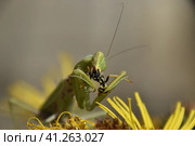 The female praying mantis devouring wasp. Стоковое фото, фотограф Леонид Еремейчук / Фотобанк Лори