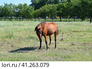 The grazed horse. Стоковое фото, фотограф Леонид Еремейчук / Фотобанк Лори