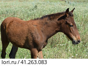 The grazed horse. Стоковое фото, фотограф Леонид Еремейчук / Фотобанк Лори