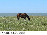 The grazed horse. Стоковое фото, фотограф Леонид Еремейчук / Фотобанк Лори