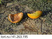 Chopped old rotten melon. An abandoned field of watermelons and melons. Rotten watermelons. Remains of the harvest of melons. Rotting vegetables on the field. Стоковое фото, фотограф Леонид Еремейчук / Фотобанк Лори