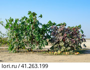 Large bushes of Ricinus. A plant from which castor oil is made. Стоковое фото, фотограф Леонид Еремейчук / Фотобанк Лори