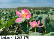 Lotus in the Akhtanizovsky estuary, Sea of Azov. Стоковое фото, фотограф Анна Кривицкая / Фотобанк Лори