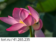 Lotus in the Akhtanizovsky estuary, Sea of Azov. Стоковое фото, фотограф Анна Кривицкая / Фотобанк Лори