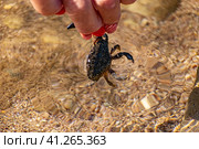 Краб маленький в руках женских, на чёрном море. Стоковое фото, фотограф Анна Иванова / Фотобанк Лори
