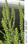 Annual ragweed, Common ragweed, Bitter-weed, Hog-weed, Roman wormwood (Ambrosia artemisiifolia), blooming, Стоковое фото, фотограф Анна Кривицкая / Фотобанк Лори