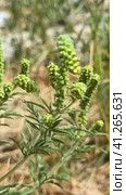Annual ragweed, Common ragweed, Bitter-weed, Hog-weed, Roman wormwood (Ambrosia artemisiifolia), blooming, Стоковое фото, фотограф Анна Кривицкая / Фотобанк Лори