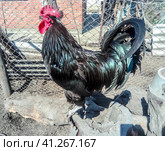 Black cock on a stump. The male chicken. Black chicken. Стоковое фото, фотограф Леонид Еремейчук / Фотобанк Лори
