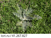 Onopordum acanthium Young leaves of a tartar. Tatarnik is a spiny weed. Стоковое фото, фотограф Леонид Еремейчук / Фотобанк Лори