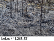 Ashes from the burned grass on the soil. After the fire, the landscape. Стоковое фото, фотограф Леонид Еремейчук / Фотобанк Лори