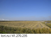 Harvesting rice in the fields. Beveled rice in field. Стоковое фото, фотограф Леонид Еремейчук / Фотобанк Лори