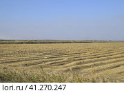 Harvesting rice in the fields. Beveled rice in field. Стоковое фото, фотограф Леонид Еремейчук / Фотобанк Лори