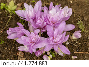 Colchicum Waterlily purple flowers in garden. Стоковое фото, фотограф Ольга Сейфутдинова / Фотобанк Лори