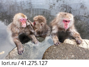 Snow monkey (Macaca fuscata) from Jigokudani Monkey Park in Japan, Nagano Prefecture. Cute Japanese macaque sitting in a hot spring. (2010 год). Стоковое фото, фотограф VittoriaChe / Фотобанк Лори