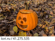 Хэллоуин тыква/ Pumpkin in the autumn rain after Halloween. Стоковое фото, фотограф Iva Noel / Фотобанк Лори