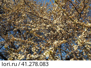 Blossoming of cherries, sweet cherries and bird cherry. Numerous beautiful fragrant white flowers on the tree. Spring white flowers are collected in long thick drooping brushes. Стоковое фото, фотограф Юлия Петровская / Фотобанк Лори