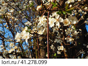Blossoming of cherries, sweet cherries and bird cherry. Beautiful fragrant white flowers on the branches during the golden hour. Spring white flowers are collected in long thick drooping brushes. Стоковое фото, фотограф Юлия Петровская / Фотобанк Лори