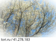 Blossoming of cherries, sweet cherries and bird cherry. Numerous beautiful fragrant white flowers on the tree. Spring flowers are collected in drooping brushes. Blurred foggy focus. White vignetting. Стоковое фото, фотограф Юлия Петровская / Фотобанк Лори