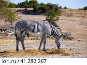 Grevys zebras grazing in pasture on sunny summer day. Стоковое фото, фотограф Яков Филимонов / Фотобанк Лори