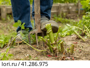 dahlia tubers just lifted for overwintering. Стоковое фото, фотограф Ольга Сейфутдинова / Фотобанк Лори