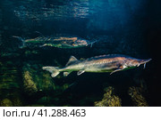 Kaluga sturgeon, huso dauricus. Стоковое фото, фотограф Татьяна  Бральнина / Фотобанк Лори