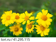 In the garden, the yellow flowers of the perennial plant Gaillardia aristata Maxima Aurea bloom. Reproduction and care. Selective focus. Стоковое фото, фотограф Коханова Наталья / Фотобанк Лори