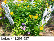 Home flower garden in the garden. Yellow flowers of the perennial plant Gaillardia aristata Maxima Aurea and lilac petunias. Стоковое фото, фотограф Коханова Наталья / Фотобанк Лори