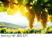 Bunches of ripe grapes on a vine in the rays of the sun. AI generated. Стоковое AI-изображение, AI-художник Ольга Губская / Фотобанк Лори