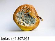 A rotten apple covered with mold. Стоковое фото, фотограф Леонид Еремейчук / Фотобанк Лори