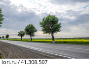 Asphalt road with trees on the roadside. Field of blossoming rap. Стоковое фото, фотограф Леонид Еремейчук / Фотобанк Лори