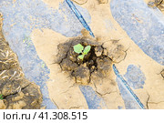 Watering system on the field of watermelons and melons. Shoots of melons and watermelons. Sown melon field. Стоковое фото, фотограф Леонид Еремейчук / Фотобанк Лори