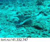 Whitespotted eagle ray in the depths of the Indian ocean, Maldive islands. Стоковое фото, фотограф VittoriaChe / Фотобанк Лори