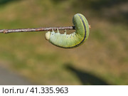 The large birch sawfly, or birch leaf–gnawer (Lat. Cimbex femoratus). The larva is very similar to a butterfly caterpillar (false caterpillar). It feeds exclusively on birch leaves. Стоковое фото, фотограф Андрей Жигальцов / Фотобанк Лори