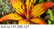 Lanceolate lily of orange color. Стоковое фото, фотограф Andrew_Swarga / Фотобанк Лори