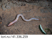 An earthworm crawls on dry ground. Стоковое фото, фотограф Andrew_Swarga / Фотобанк Лори
