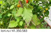 Tomato leaves damaged by bacterial spotting. Problems of agriculture. Стоковое фото, фотограф Ирина Старикова / Фотобанк Лори
