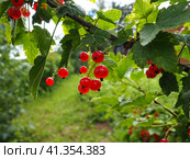The redcurrant or red currant Ribes rubrum is a member of the genus Ribes in the gooseberry family. Tart flavor. High content of organic acids and mixed polyphenols. Bush with ripe currants close-up. Стоковое фото, фотограф Юлия Петровская / Фотобанк Лори