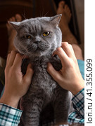 A teenager is lying on the couch at home and stroking a gray Scottish cat. Стоковое фото, фотограф Ярославский Максим / Фотобанк Лори