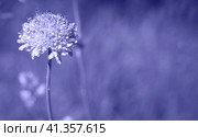 Very Peri. Color of the year 2022. Abstract background toned trendy violet color. Copy Space for text. Flower of Field Scabious, Knautia Arvensis, with bokeh background. Violet wildflowers. Стоковое фото, фотограф Марина Демидюк / Фотобанк Лори