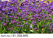 Вербена буэнос-айресская (лат. Verbena bonariensis) осенним днем. Стоковое фото, фотограф E. O. / Фотобанк Лори