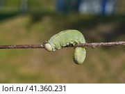 The large birch sawfly, or birch leaf–gnawer (Lat. Cimbex femoratus). The larva is very similar to a butterfly caterpillar (false caterpillar). It feeds exclusively on birch leaves. Стоковое фото, фотограф Андрей Жигальцов / Фотобанк Лори