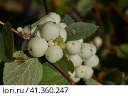 Snowberry, or snow berry or wolfberry (lat. Symphoricarpos.) - genus of deciduous shrubs, honeysuckle family (Caprifoliaceae). Autumn. Стоковое фото, фотограф Андрей Жигальцов / Фотобанк Лори