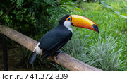A bright colorful Big Toucan Ramphastos toco sits on a perch in a tropical park. Black and white plumage, huge orange beak, blue eye. Side view. Close-up. Bird Park. Brazil. Foz do Iguazu. Стоковое фото, фотограф Вера Ивановна Кубарева / Фотобанк Лори