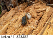 Куколка бабочки непарного шелкопряда (Lymantria dispar) на стволе дерева. Butterfly pupa of a gypsy moth (Lymantria dispar) on a tree trunk. Стоковое фото, фотограф Евгений Романов / Фотобанк Лори