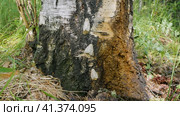 Бабочки непарного шелкопряда (Lymantria dispar) на стволе дерева. Butterflies of a gypsy moth (Lymantria dispar) on a tree trunk. Стоковое видео, видеограф Евгений Романов / Фотобанк Лори