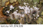 Гнездо гусениц непарного шелкопряда (Lymantria dispar) на стволе дерева. Сaterpillar nest of a gypsy moth (Lymantria dispar) on a tree trunk. Стоковое видео, видеограф Евгений Романов / Фотобанк Лори