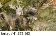 Гнездо гусениц непарного шелкопряда (Lymantria dispar) на стволе дерева. Сaterpillar nest of a gypsy moth (Lymantria dispar) on a tree trunk. Стоковое видео, видеограф Евгений Романов / Фотобанк Лори