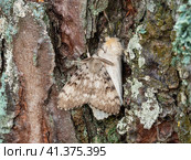 Бабочки непарного шелкопряда (Lymantria dispar) на стволе дерева. Butterflies of a gypsy moth (Lymantria dispar) on a tree trunk. Стоковое фото, фотограф Евгений Романов / Фотобанк Лори