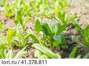 The young green leaves of the garden spinach plant grow in the beds in the ground. Useful vitamin vegetable greens. Стоковое фото, фотограф Коханова Наталья / Фотобанк Лори